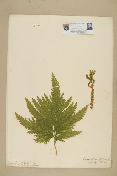 NHM_HH_42.29-2010 image NHM_HH_42.29-2010