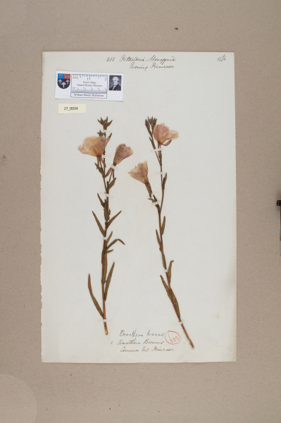 NHM_HH_17.34-2010 image NHM_HH_17.34-2010