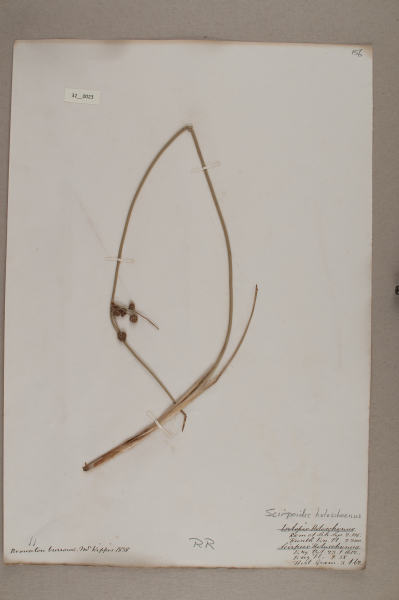 NHM_HH_32.23-2010 image NHM_HH_32.23-2010