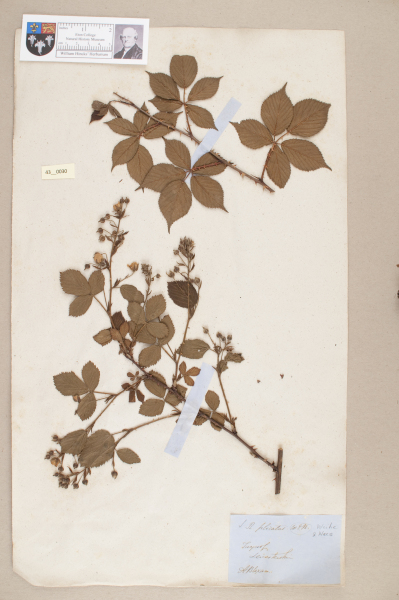 NHM_HH_43.30-2010 image NHM_HH_43.30-2010