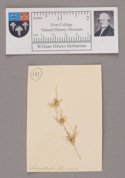 NHM_HH_1.111-2010 image NHM_HH_1.111-2010