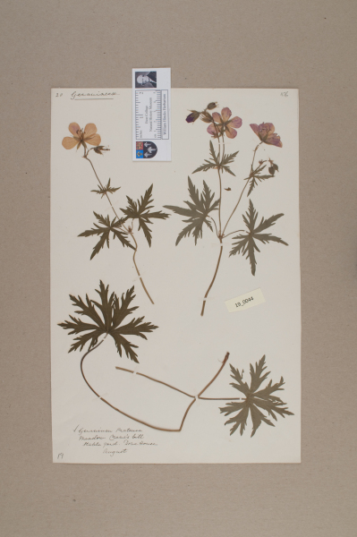 NHM_HH_19.44-2010 image NHM_HH_19.44-2010