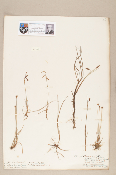 NHM_HH_33.75-2010 image NHM_HH_33.75-2010