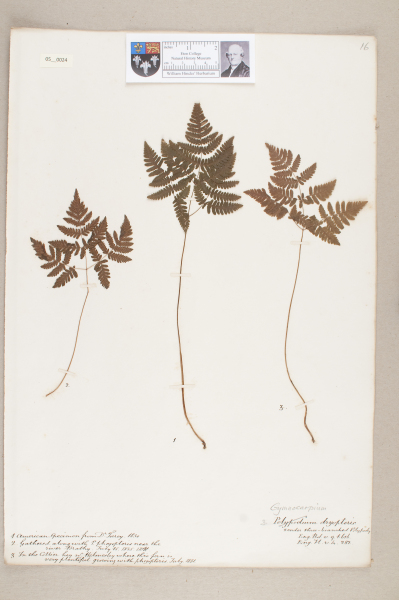 NHM_HH_5.24-2010 image NHM_HH_5.24-2010