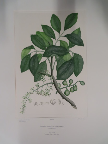 image FDA-E.2916_21_5-2016