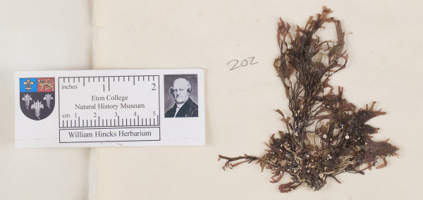 NHM_HH_1.202-2010 image NHM_HH_1.202-2010