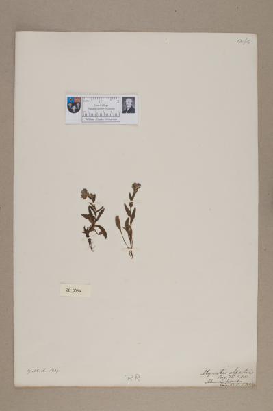 NHM_HH_20.59-2010 image NHM_HH_20.59-2010