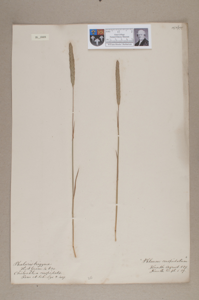 NHM_HH_35.103-2010 image NHM_HH_35.103-2010