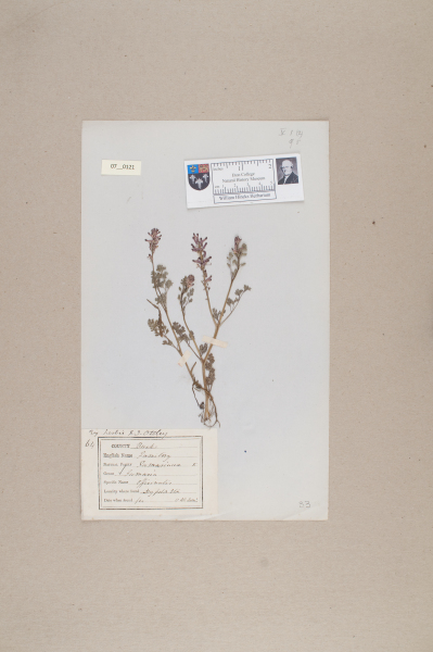 NHM_HH_7.121-2010 image NHM_HH_7.121-2010