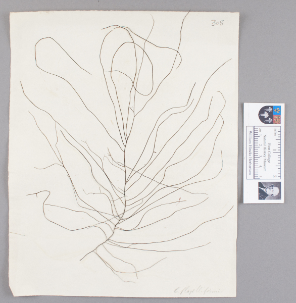 NHM_HH_1.308-2010 image NHM_HH_1.308-2010