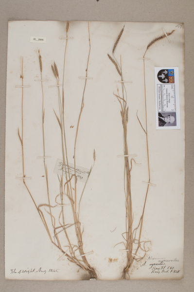 NHM_HH_35.95-2010 image NHM_HH_35.95-2010