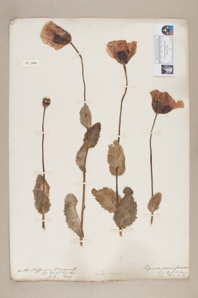 NHM_HH_7.99-2010 image NHM_HH_7.99-2010