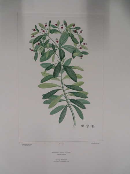 image FDA-E.2916_26_12-2016-A