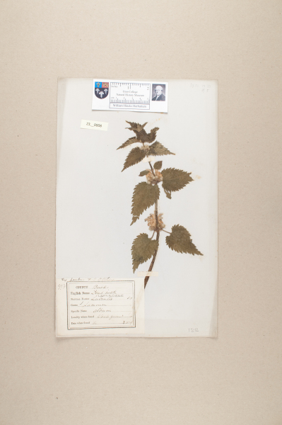 NHM_HH_23.8-2010 image NHM_HH_23.8-2010