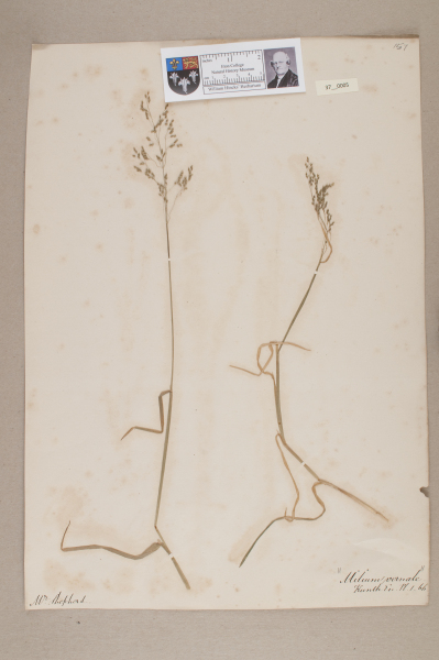 NHM_HH_37.5-2010 image NHM_HH_37.5-2010