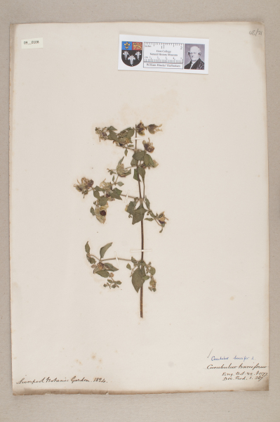 NHM_HH_9.108-2010 image NHM_HH_9.108-2010