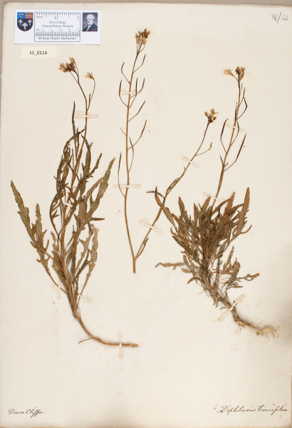 NHM_HH_11.114-2010 image NHM_HH_11.114-2010