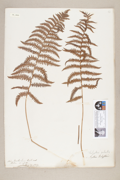 NHM_HH_4.30-2010 image NHM_HH_4.30-2010