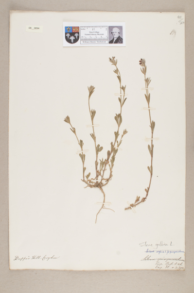 NHM_HH_9.94-2010 image NHM_HH_9.94-2010