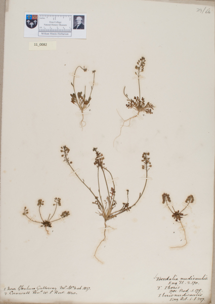 NHM_HH_11.82-2010 image NHM_HH_11.82-2010