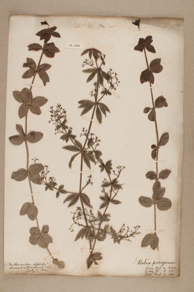 NHM_HH_26.46-2010 image NHM_HH_26.46-2010