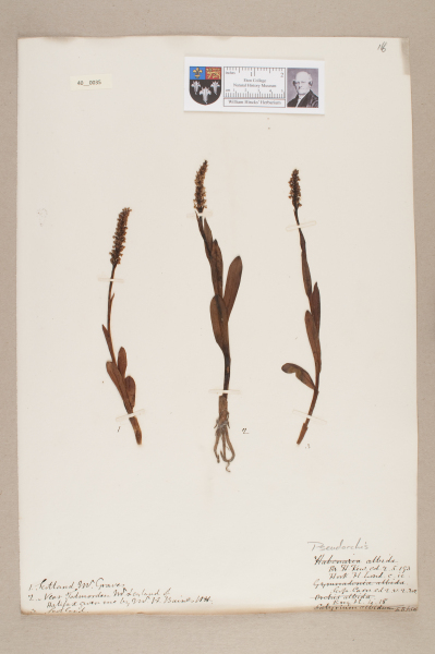 image NHM_HH_40.35-2010