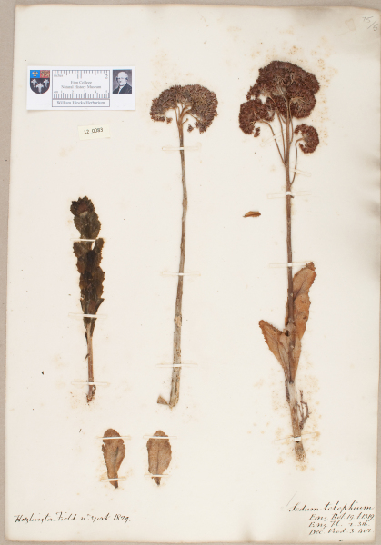 NHM_HH_12.83-2010 image NHM_HH_12.83-2010