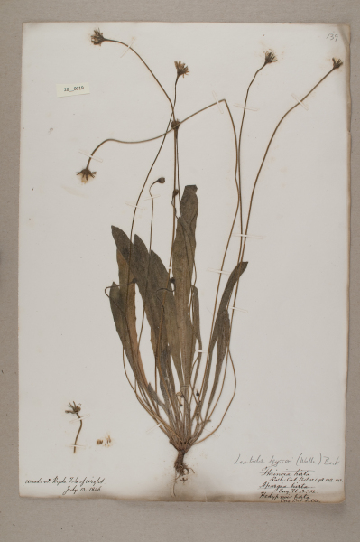 NHM_HH_28.19-2010 image NHM_HH_28.19-2010