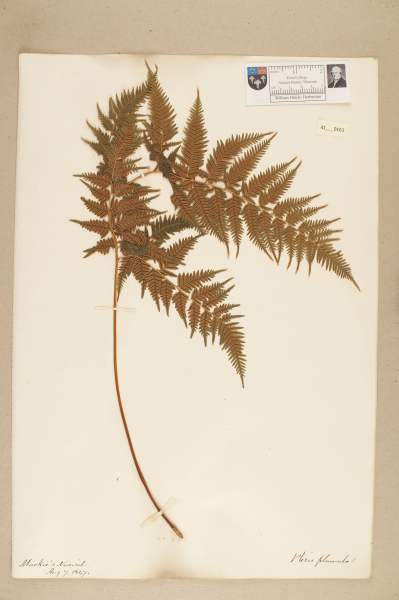 image NHM_HH_41.161-2010