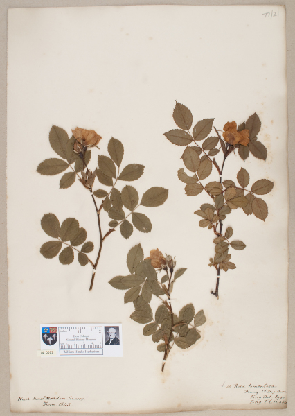 NHM_HH_14.11-2010 image NHM_HH_14.11-2010