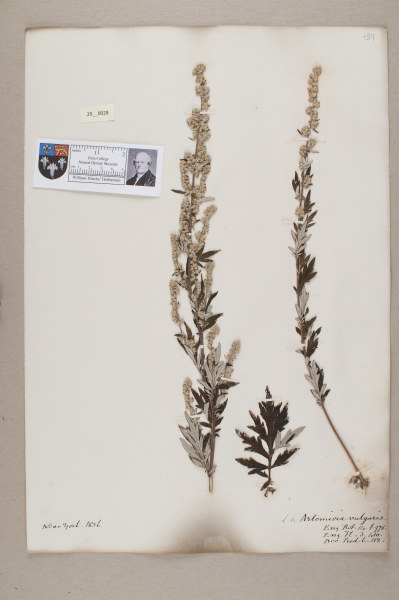 NHM_HH_29.28-2010 image NHM_HH_29.28-2010