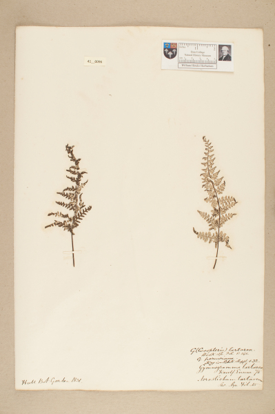 image NHM_HH_41.96-2010