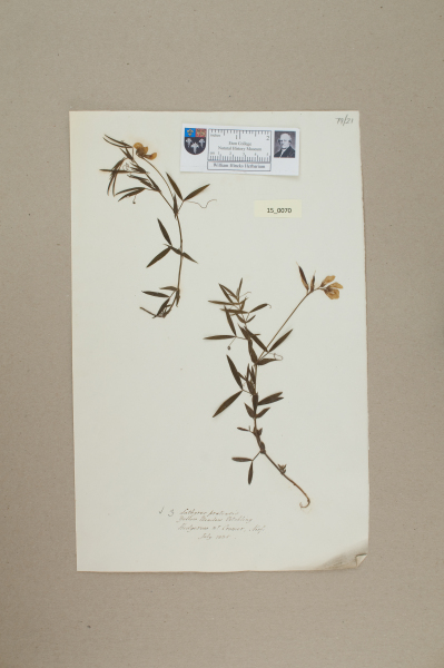 NHM_HH_15.70-2010 image NHM_HH_15.70-2010