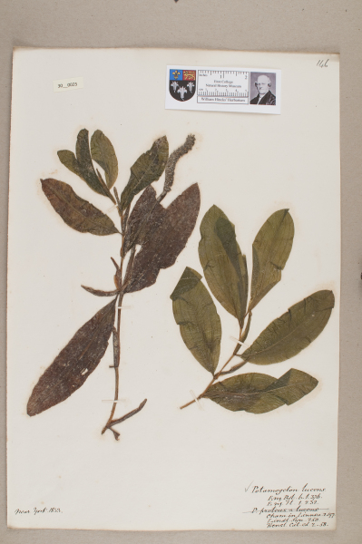 NHM_HH_30.25-2010 image NHM_HH_30.25-2010