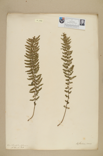 NHM_HH_42.38-2010 image NHM_HH_42.38-2010