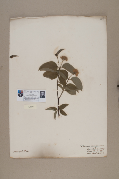 NHM_HH_17.43-2010 image NHM_HH_17.43-2010