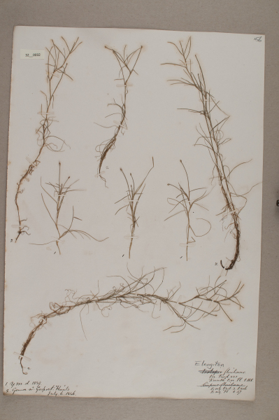 NHM_HH_32.32-2010 image NHM_HH_32.32-2010