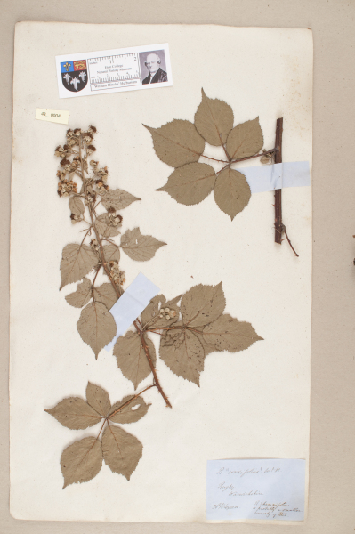 NHM_HH_43.4-2010 image NHM_HH_43.4-2010