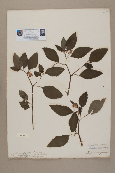 NHM_HH_19.53-2010 image NHM_HH_19.53-2010