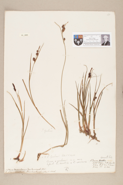 image NHM_HH_33.85-2010