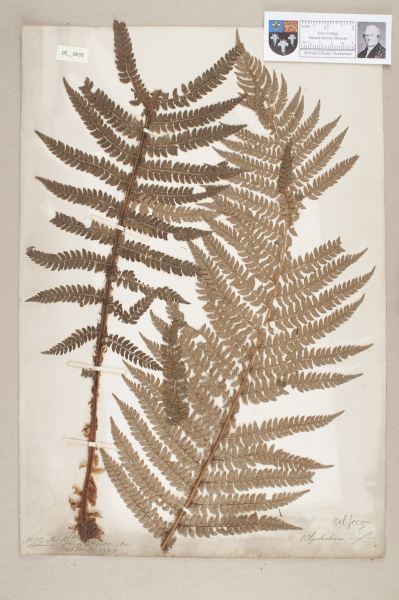 NHM_HH_5.33-2010 image NHM_HH_5.33-2010