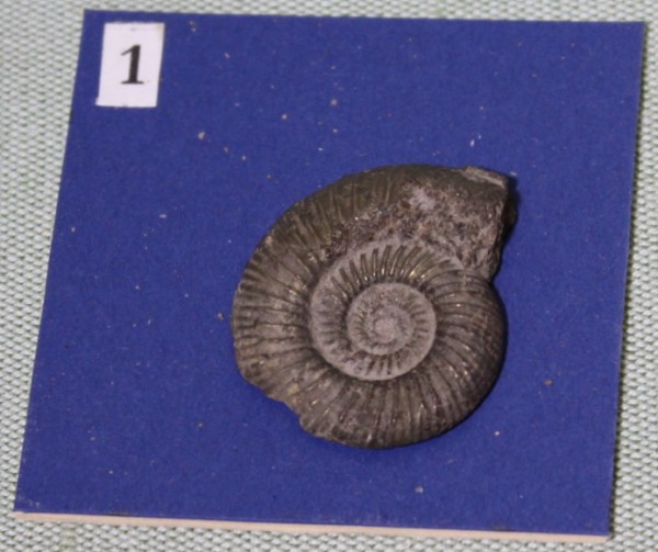 NHM.462-2017 image NHM.462-2017