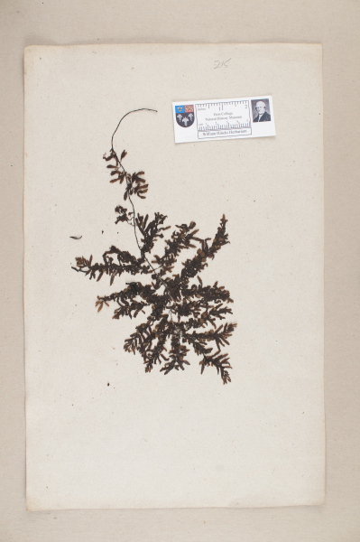 NHM_HH_1.215-2010 image NHM_HH_1.215-2010