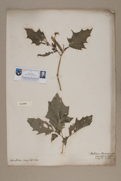 NHM_HH_20.9-2010 image NHM_HH_20.9-2010