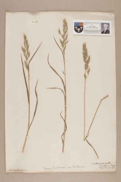 NHM_HH_35.112-2010 image NHM_HH_35.112-2010