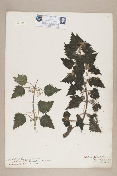 image NHM_HH_7.130-2010