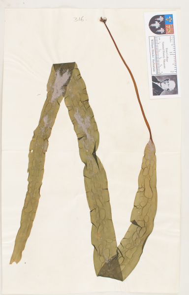 NHM_HH_1.316-2010 image NHM_HH_1.316-2010