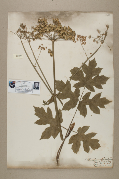 NHM_HH_22.42-2010 image NHM_HH_22.42-2010