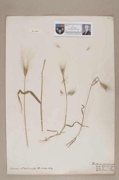 NHM_HH_36.14-2010 image NHM_HH_36.14-2010