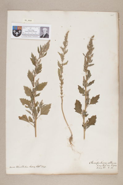 NHM_HH_8.18-2010 image NHM_HH_8.18-2010